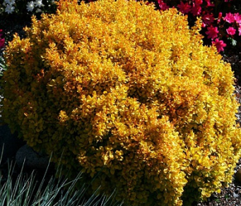 Барбарис Тунберга Golden Nugget