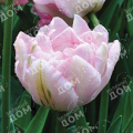 Тюльпан Finola
