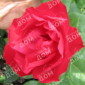 Роза флорибунда Cherry Bonica (Meilland)