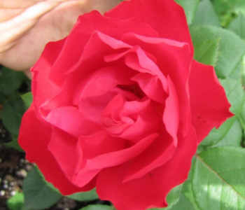 Роза флорибунда Cherry Bonica (Meilland)