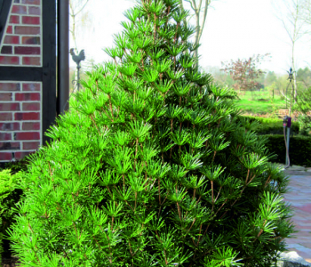 Сциадопитис мутовчатый Beauty Green