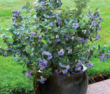 Голубика садовая Bluecrop