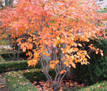 Ирга канадская