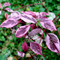 Дерен белый Sibirica Variegata