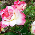 Роза флорибунда Abigaile (TANTAU)