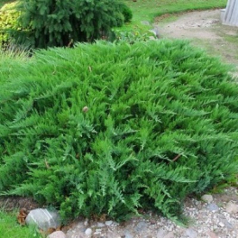 Можжевельник казацкий Rockery Gem