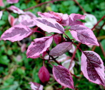 Дерен белый Sibirica Variegata