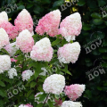 Гортензия метельчатая Pink and Rose