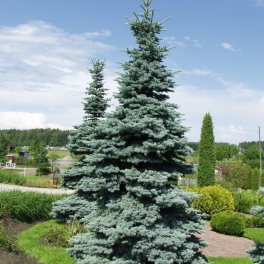 Ель колючая Glauca