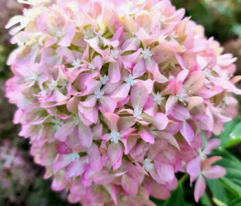 Гортензия метельчатая Pixio