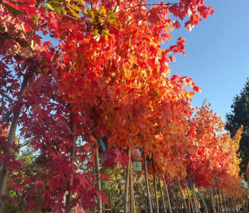 Клен красный October Glory