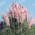 Пампасная трава Rosea