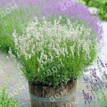 Лаванда узколистная Artic Snow