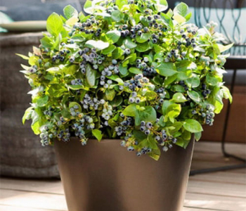 Голубика узколистная Berry Bonanza