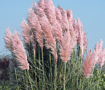 Пампасная трава Rosea