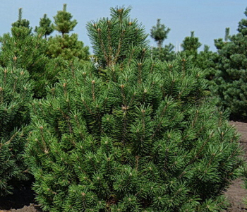 Сосна горная Columnaris