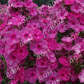 Флокс метельчатый Classic Cassis