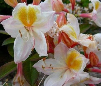 Рододендрон листопадный Silver Slipper 