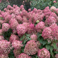 Гортензия метельчатая Pixio