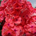 Флокс метельчатый Juliglut