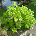 Гейхера Lime Ruffles