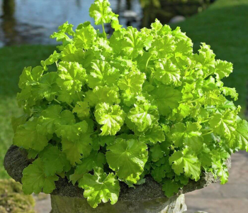 Гейхера Lime Ruffles