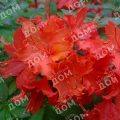 Рододендрон листопадный Hotspur Red