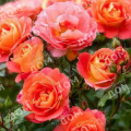 Роза флорибунда Gebruder Grimm (Kordes)