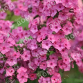 Флокс метельчатый Classic Cassis