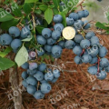 Голубика садовая Bon Bon Berry Blue Suede