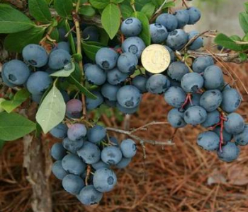 Голубика садовая Bon Bon Berry Blue Suede