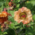 Гравилат чилийский Pretticoats Peach
