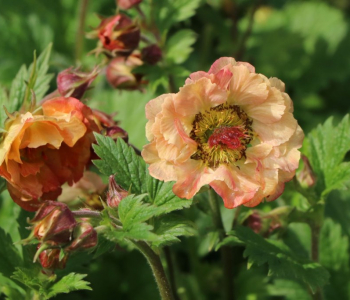 Гравилат чилийский Pretticoats Peach