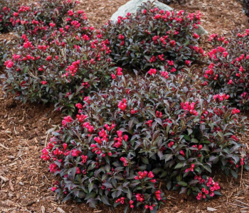 Вейгела Electric Love