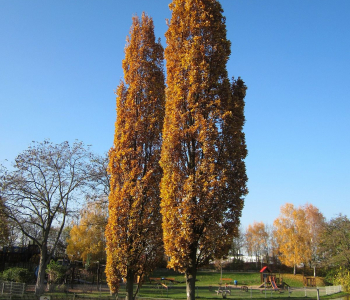 Липа крупнолистная Fastigiata