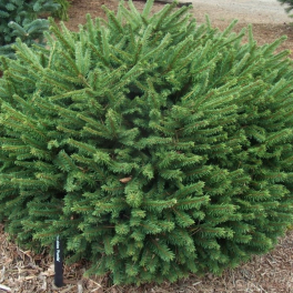 Ель обыкновенная Pumila Glauca