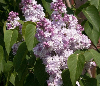 Сирень обыкновенная General Pershing