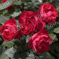 Роза флорибунда Cherry Bonica (Meilland)