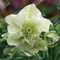 Морозник восточный Double Ellen White