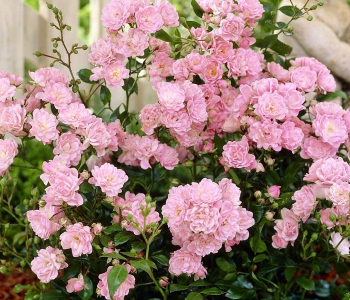 Роза почвопокровная Pink The Fairy