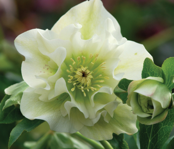 Морозник восточный Double Ellen White
