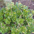 Камнеломка теневая Variegata