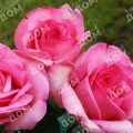Роза чайно-гибридная Sweet Parole (Kordes)