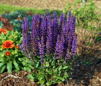 Шалфей дубравный Konigin Violet