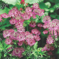 Астранция крупная Rosensinfonie