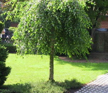 Береза повислая Youngii