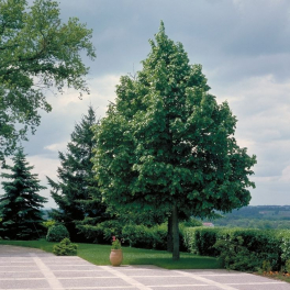 Липа мелколистная Greenspire