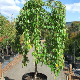 Яблоня Pendula