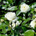 Роза флорибунда Alabaster (Evers)