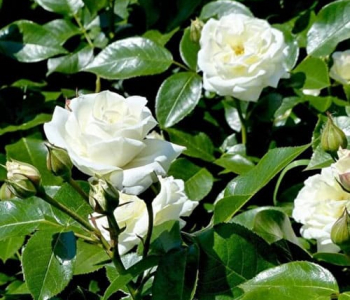 Роза флорибунда Alabaster (Evers)